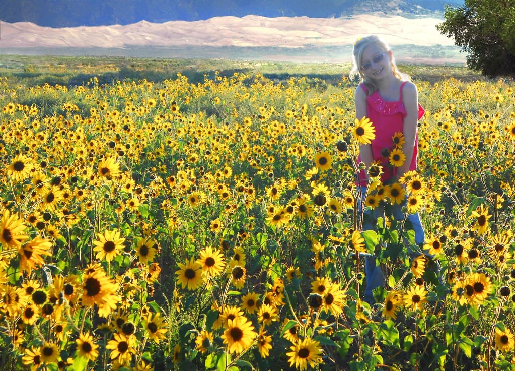 Girl in Sunflowers, Dunes in Background