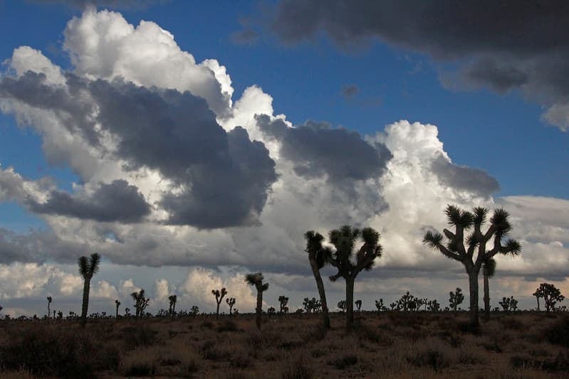 Storm Clouds over Joshua Tree in Queen Valley