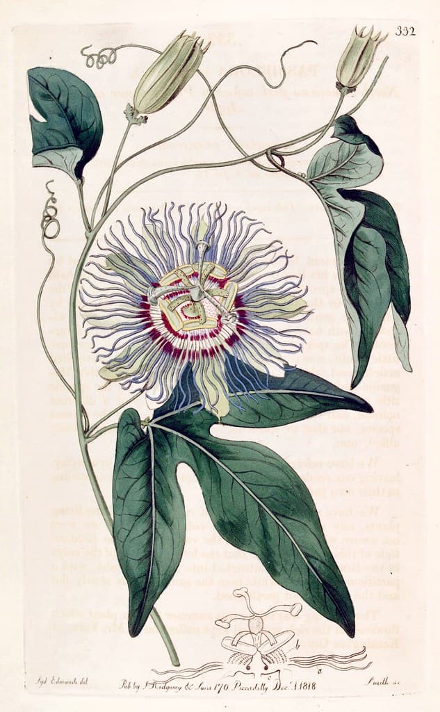 Passion Fruit. Passiflora edulis (1818).