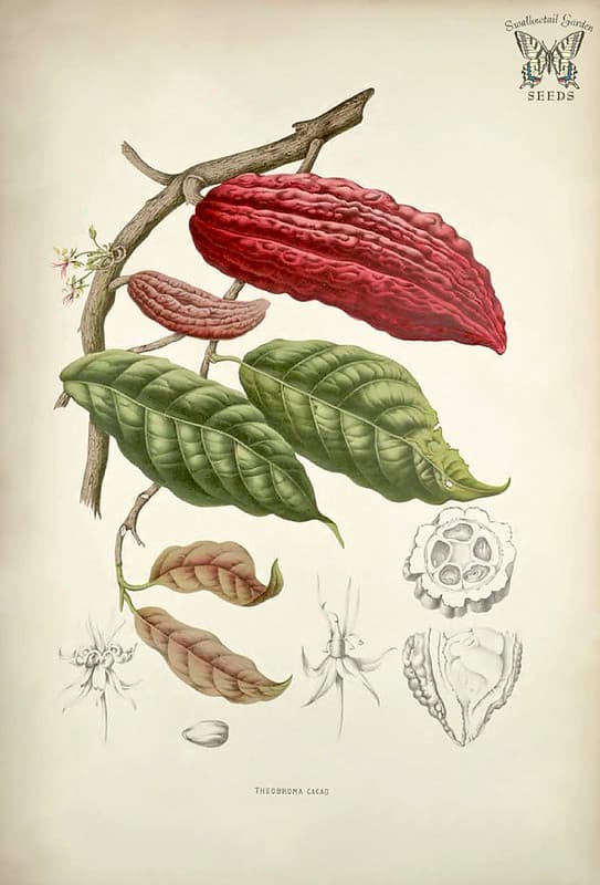 Thcentury, botanical, botany