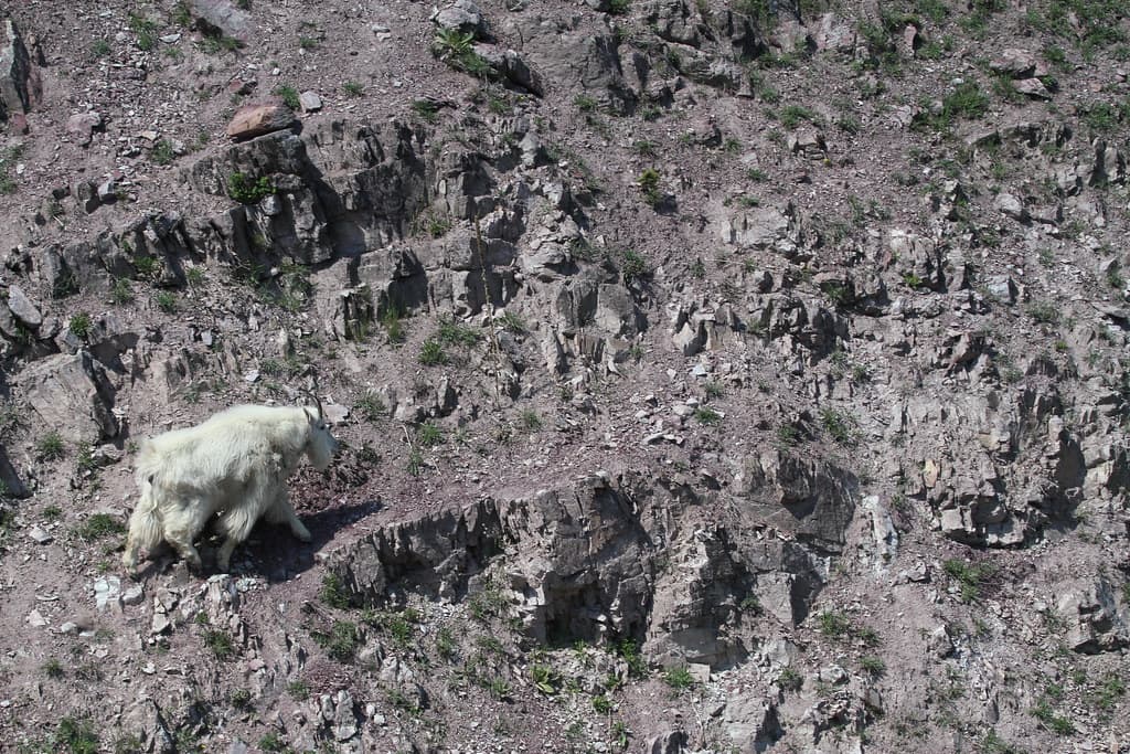 Mountain Goat near the Goat Lick