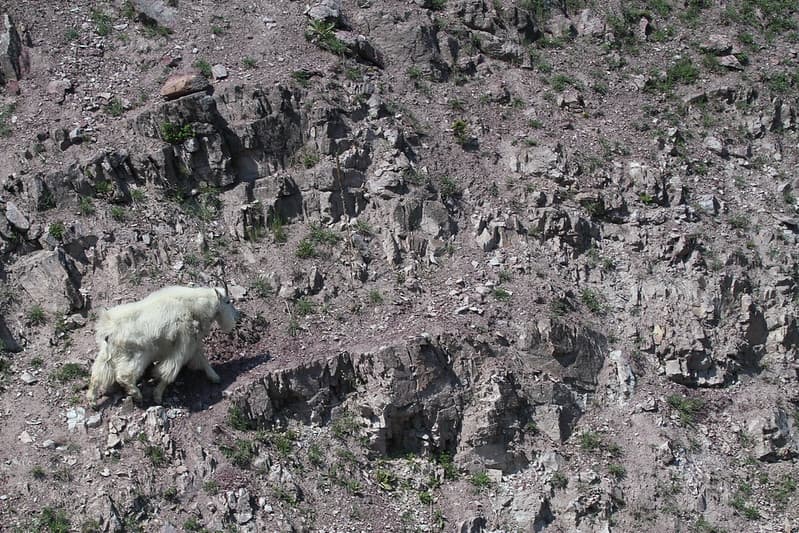 Mountain Goat near the Goat Lick