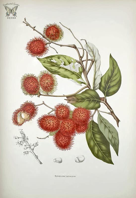 Thcentury, botanical, botany