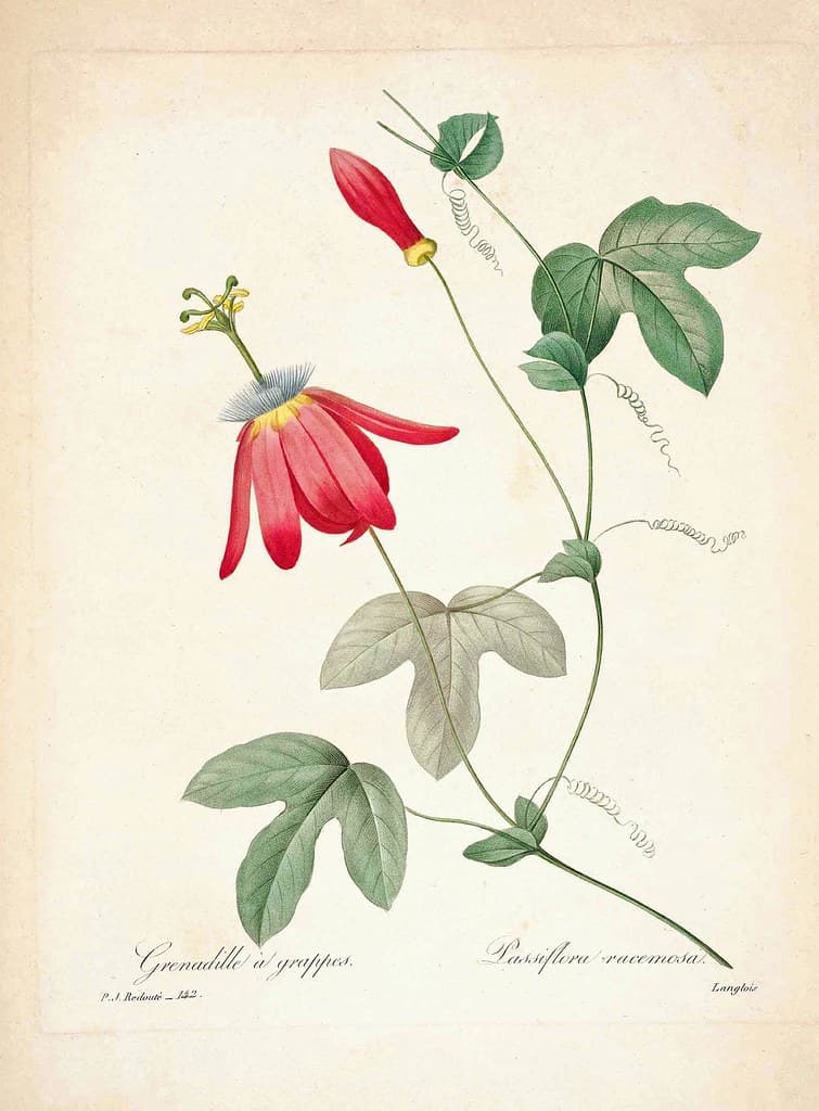 Grenadille a grappes, Red Passion Flower (Passiflora racemosa)