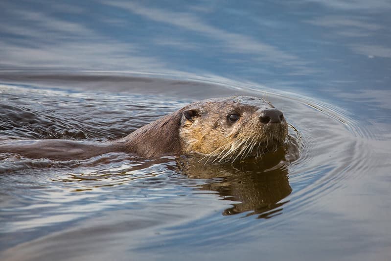 River otter, Swan Lake area