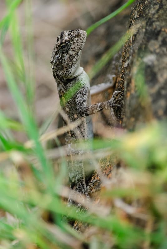 A Reptile