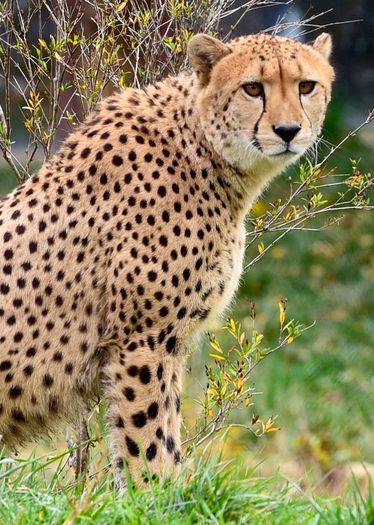 Gaze of the big cat