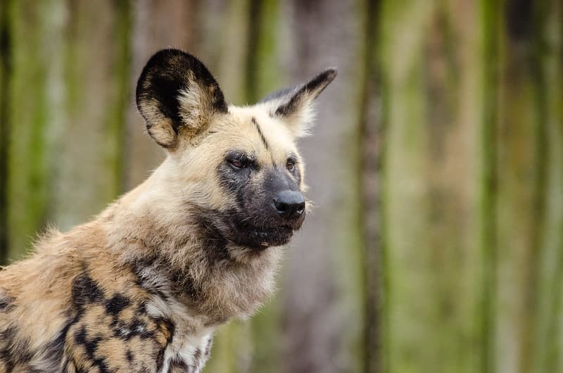 African wild dog