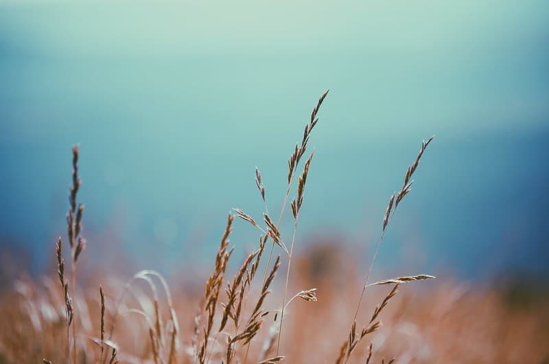 Grass Stalks Background Texture