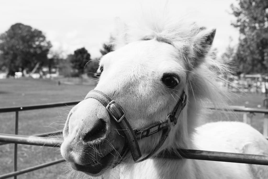 Timid Horse