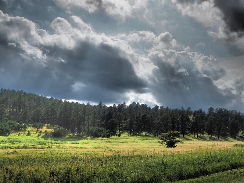 Forest with dark clouds