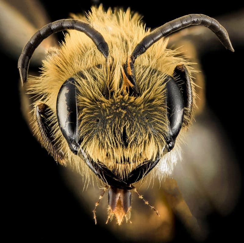 Andrena nivalis, M, Face, MI, Alger Co 2014-03-27-13.09.39 ZS PMax