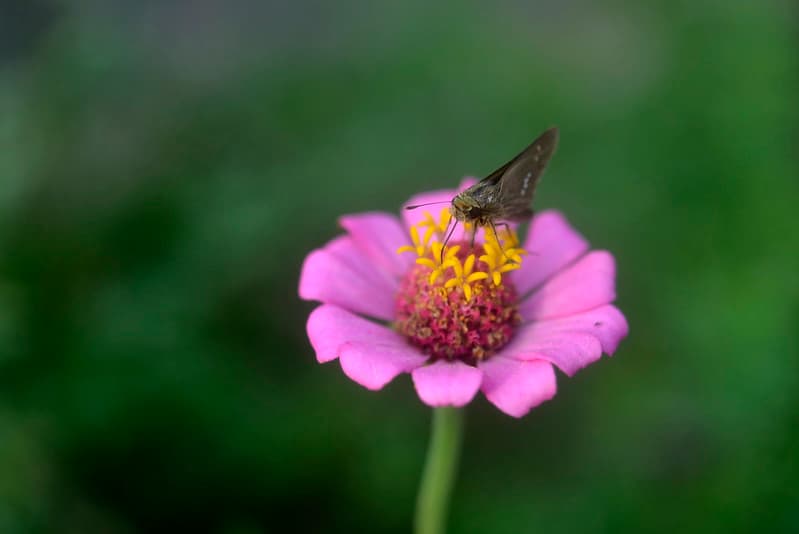 Zinnia Flower