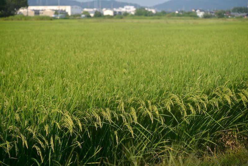 Rice Field