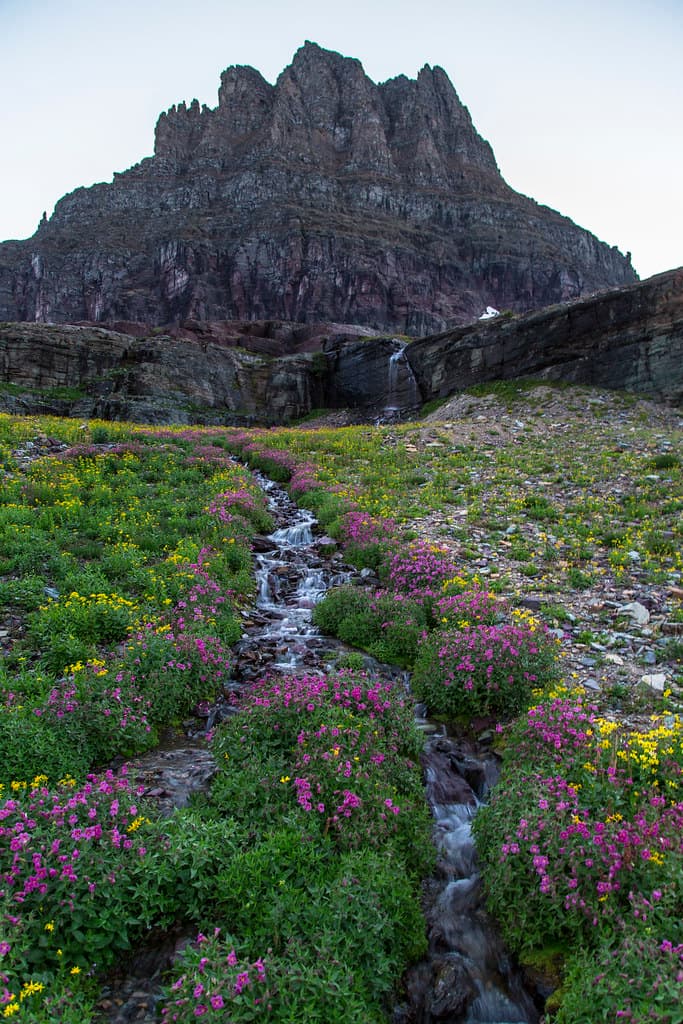 Wildflowers With Clements Mountain (2)