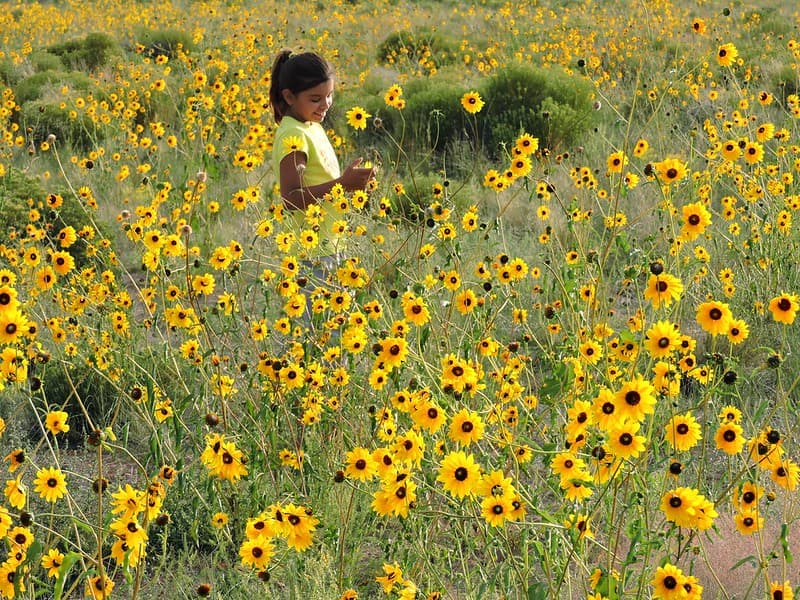 Girl in Sunflowers, August 2015