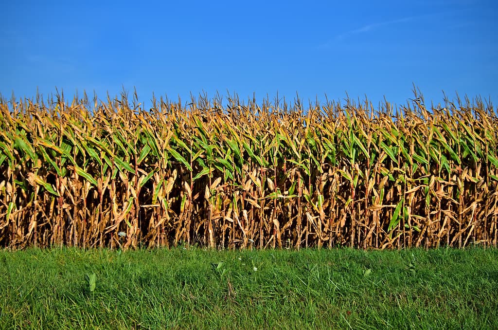 Fields of Corn