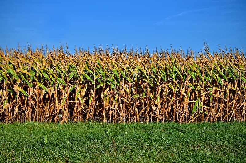 Fields of Corn