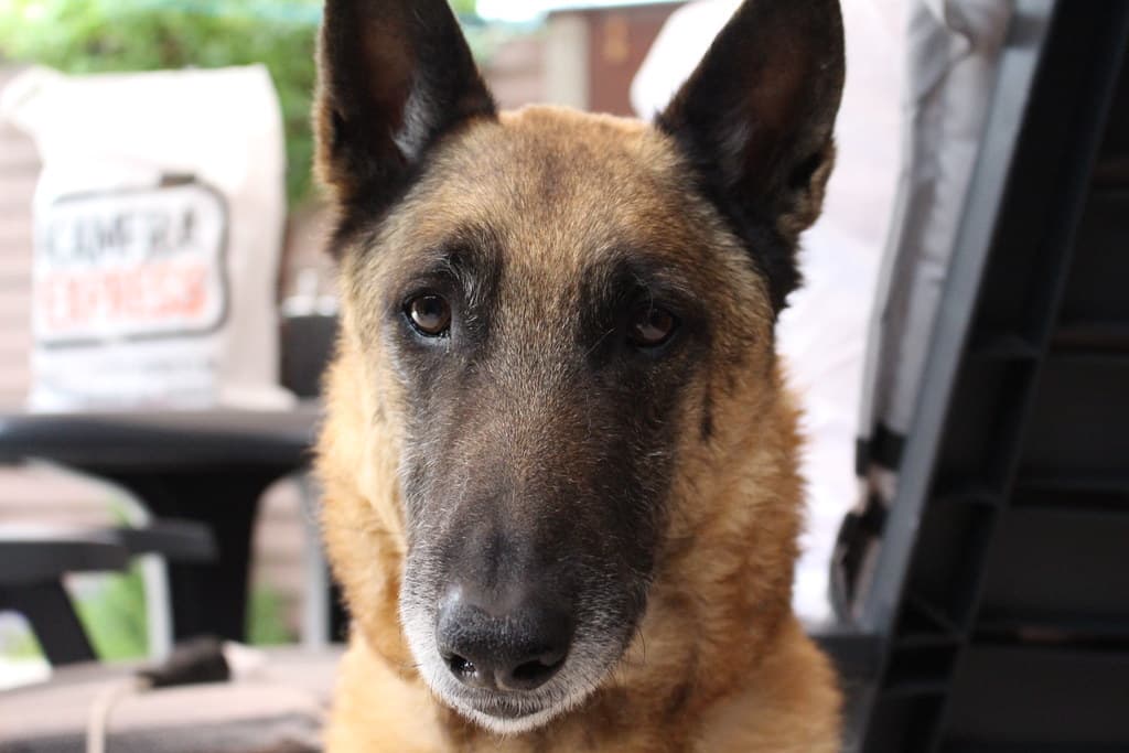 Dog looking into camera
