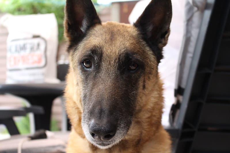 Dog looking into camera