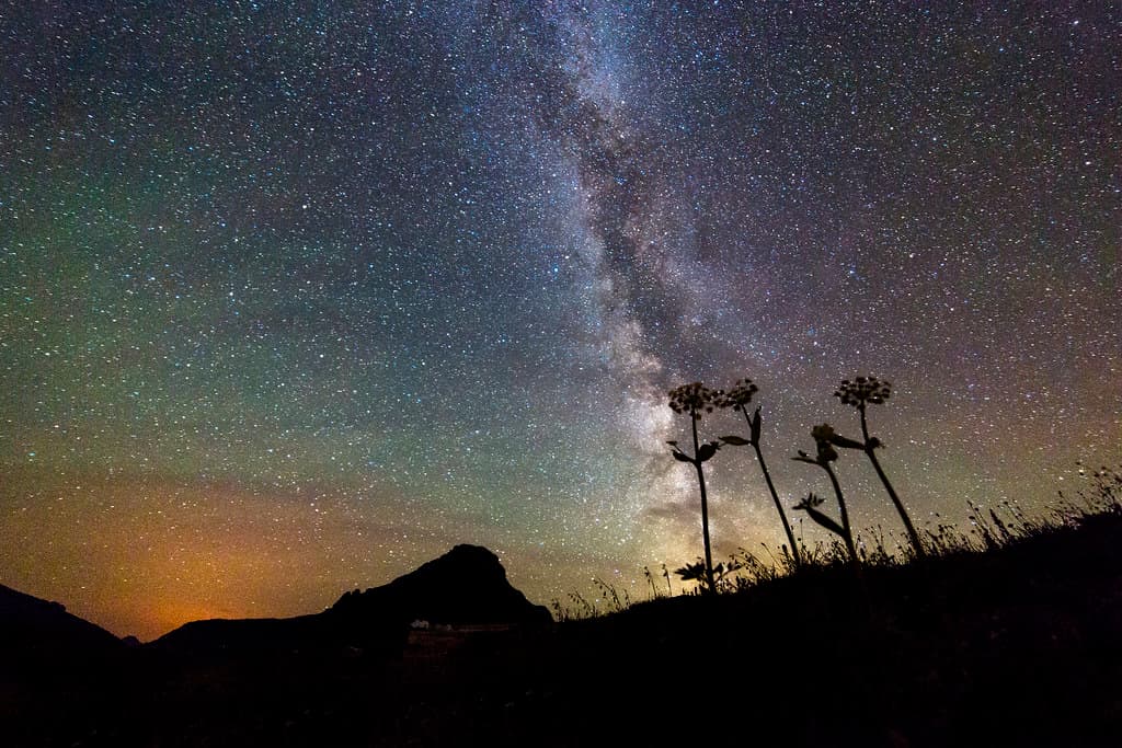 Flowers and Milky Way
