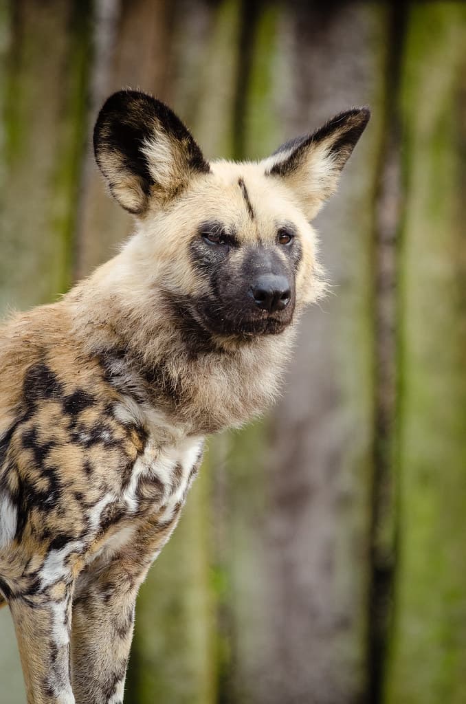 African wild dog