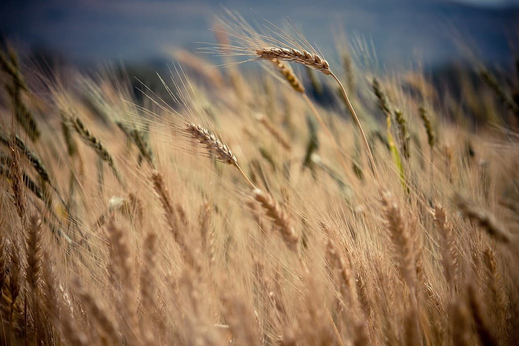Wheat Background Texture