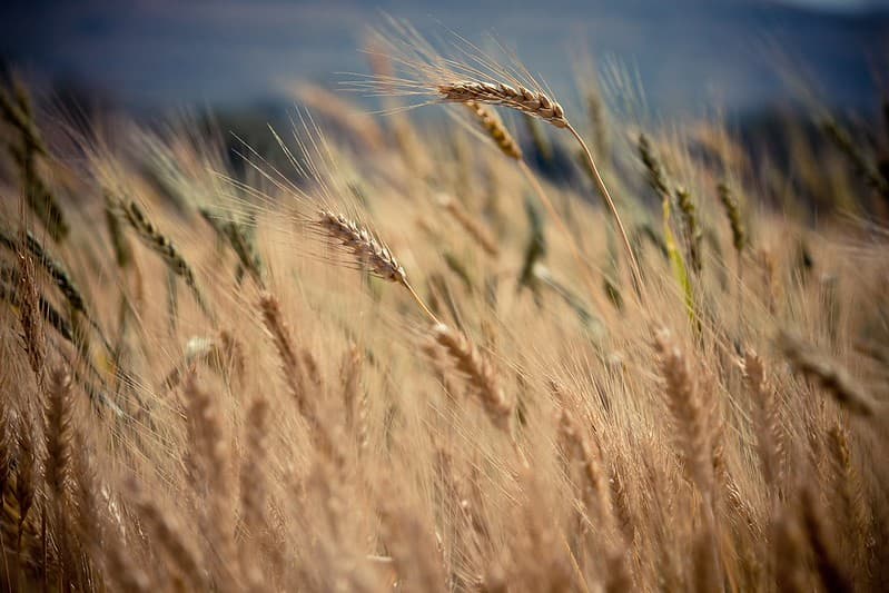 Wheat Background Texture