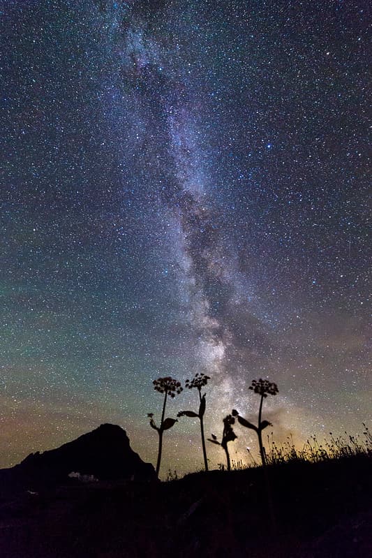 Flowers and Milky Way Portrait