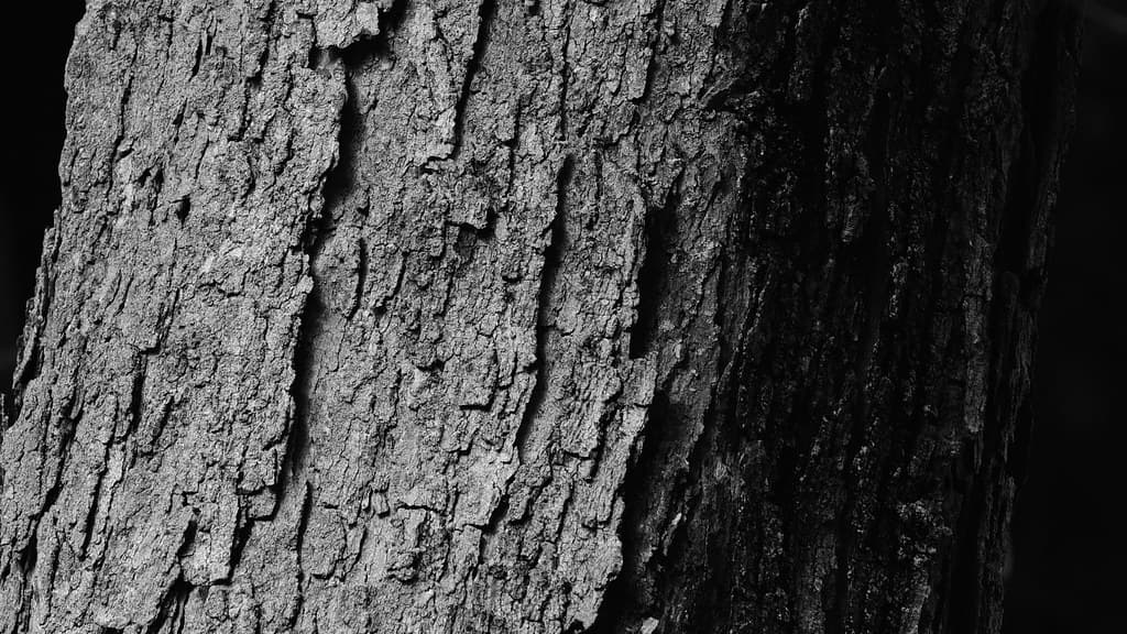 Texture, light, shadow