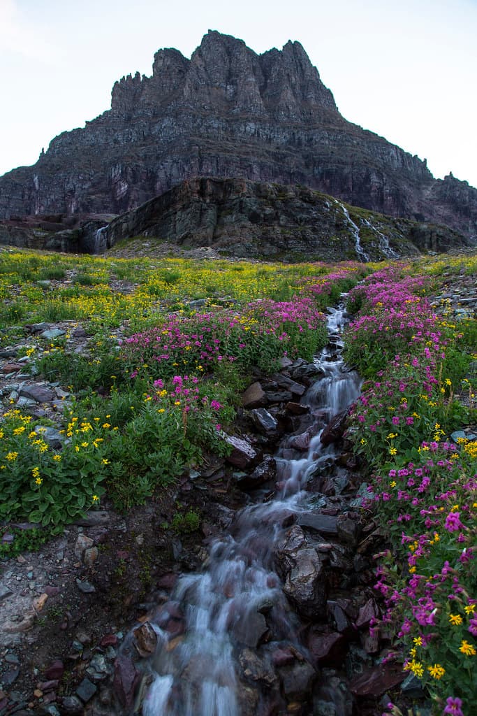 Wildflowers With Clements Mountain
