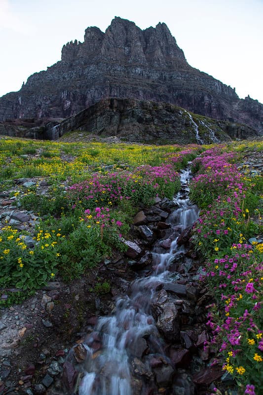 Wildflowers With Clements Mountain