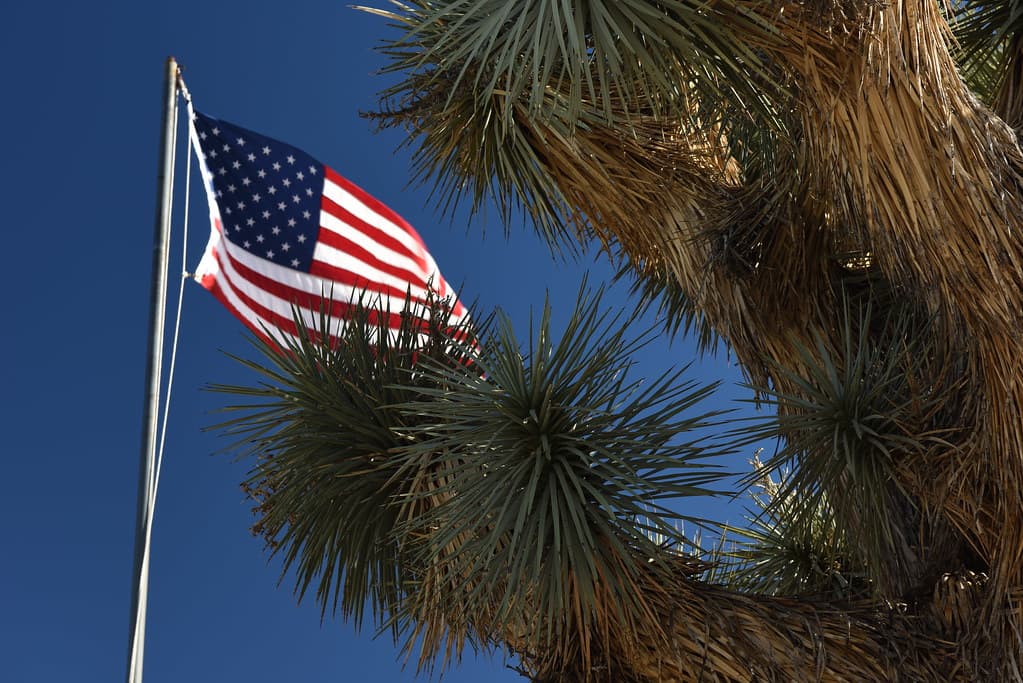 American Flag and Joshua Tree