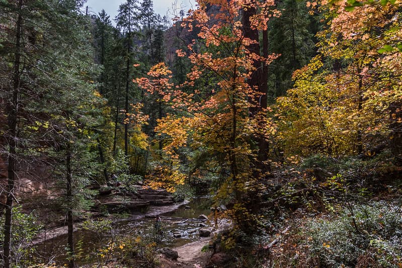 West Fork of Oak Creek Canyon No. 108