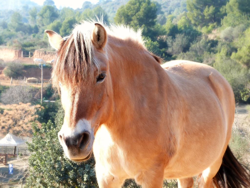 Fjord horse
