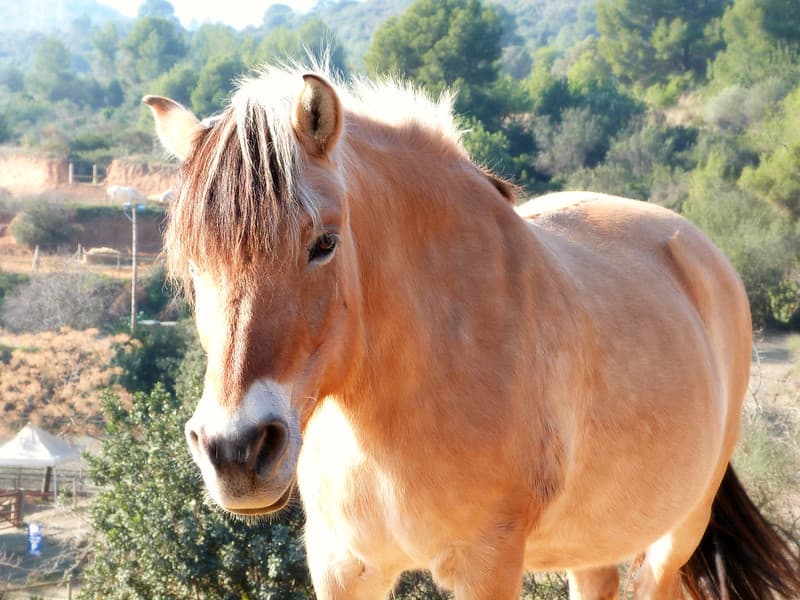 Fjord horse