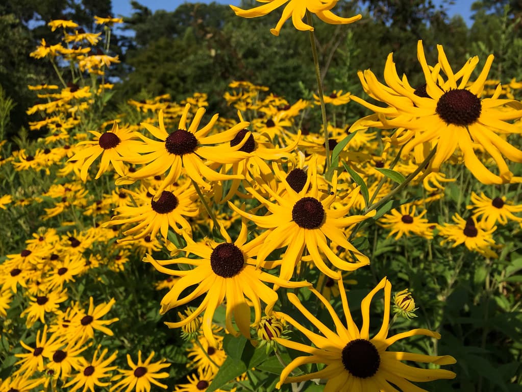 Group of Yellow Sunflowers