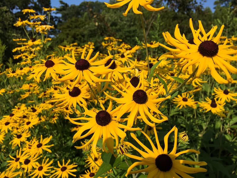 Group of Yellow Sunflowers