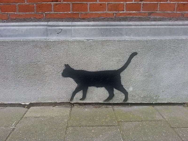 Amsterdamcity, animal, animals