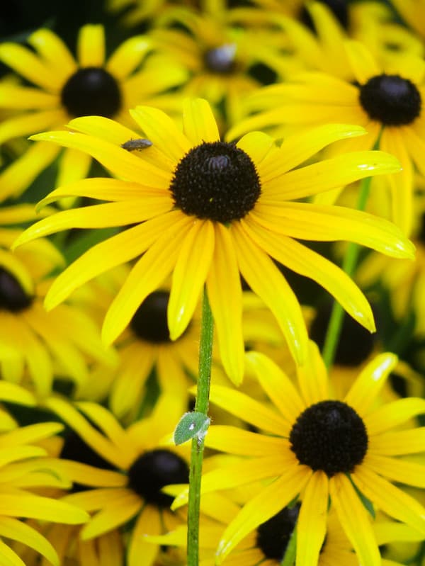 Bright Yellow Sunflowers