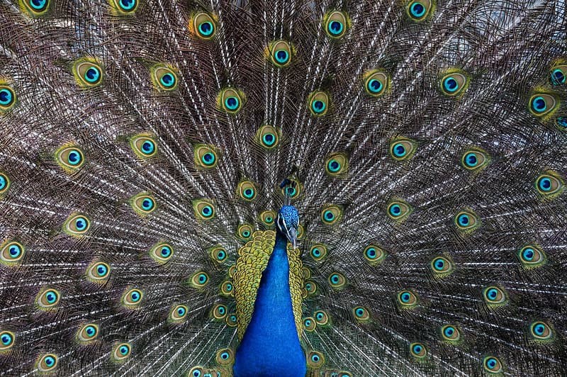 Peacock Background Pattern