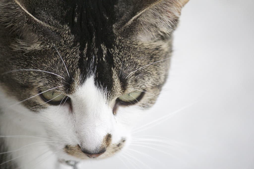 House Cat