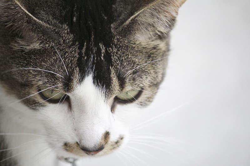 House Cat