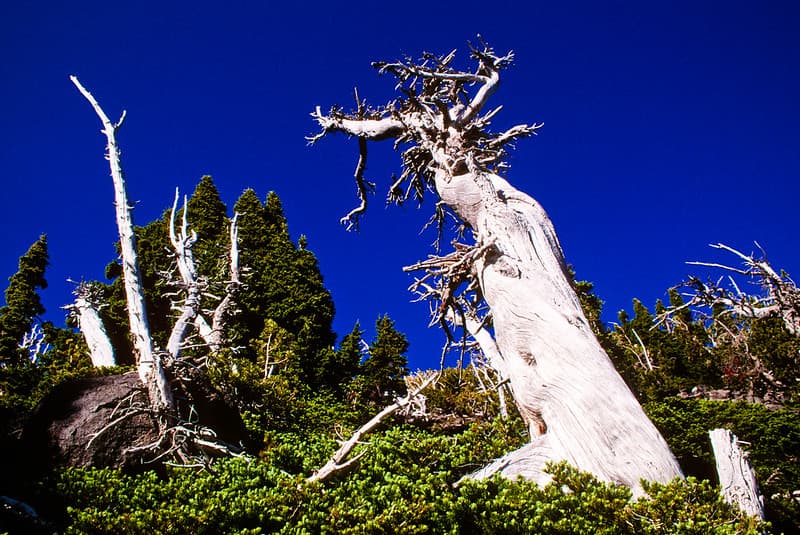 Weathered Bristlecone Pine, Deschutes and Willamette National Forests