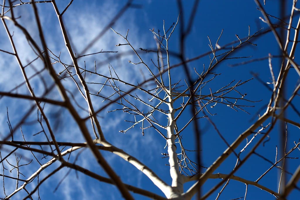 2015/365/340 I Am The Network
