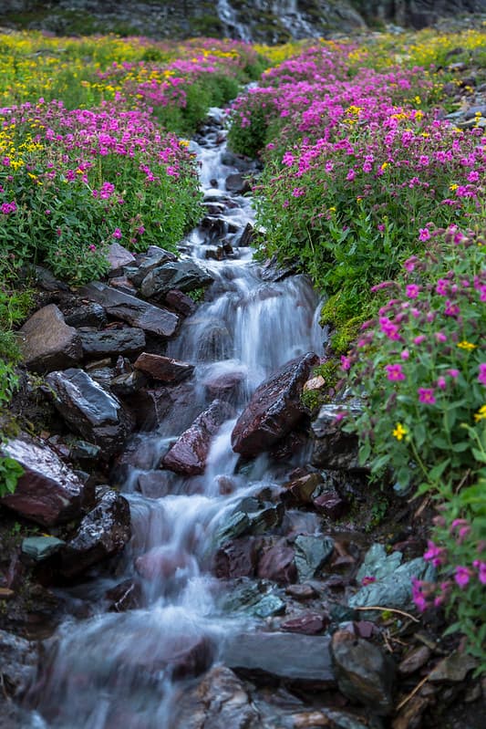 Wildflowers Below Clements Mountain Portrait