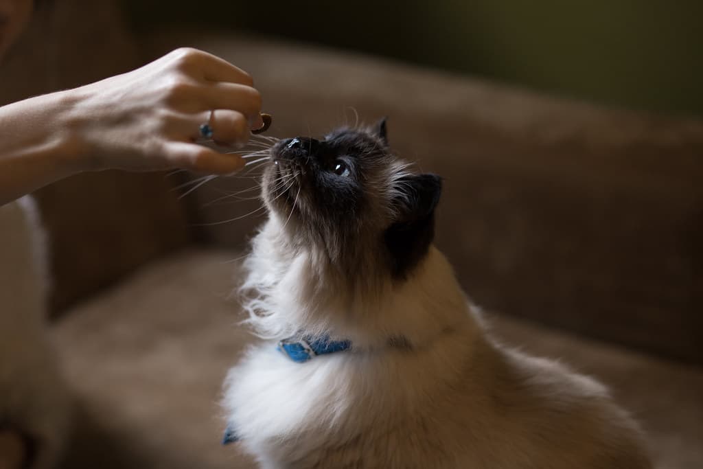 Cat's treat