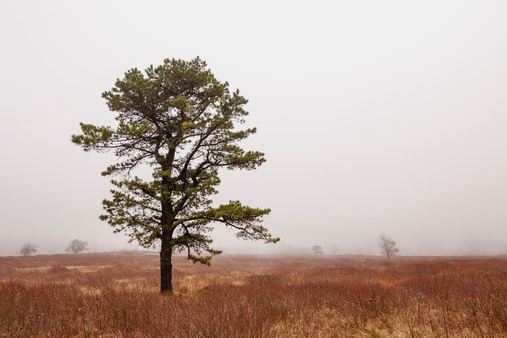 Tree in the Mist