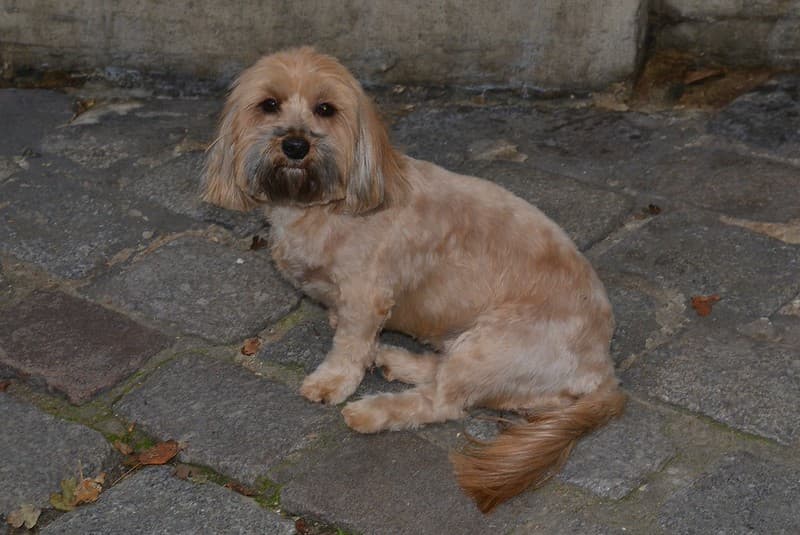 Sweet Little Dog, Montmartre, Paris, France