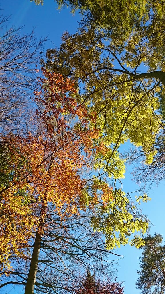 Tree Crown And Blue Sky